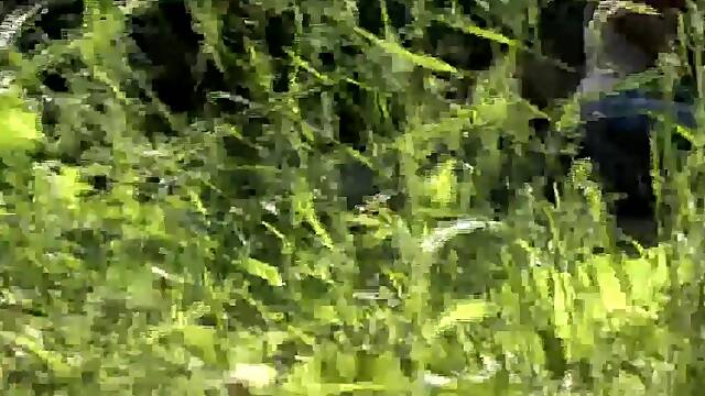 Obese chick gets wild banged in the forest