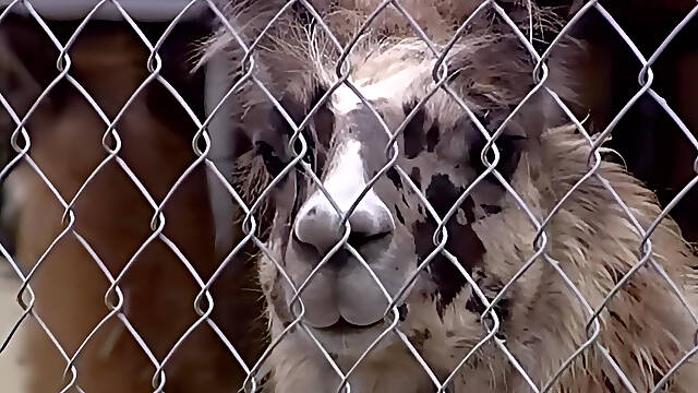 Brittney Fucked Hard by a Big Cock